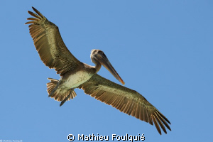 pelican (Los Roques, Venezuela) by Mathieu Foulquié 